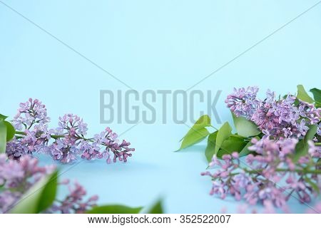 Lilac. Colorful Purple Lilacs Blossoms With Green Leaves.