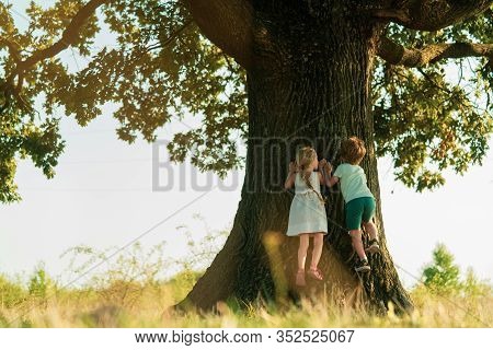 Happy Child Boy Climbing A Tree On Meadow In Summer In Nature. Kid Having Fun At Countryside