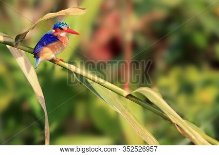 Malachite Kingfisher (corythornis Cristatus) Sitting On A Reed With Green Background By The River. S