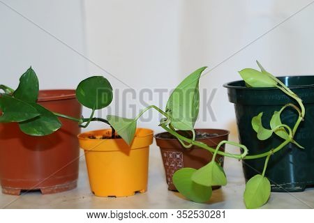 Home Living Plant-scindapsus, Gardening Apartment, Transplanting Plants, Preserving The Environment