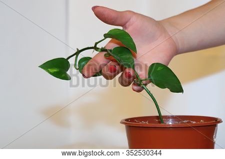 Home Living Plant-scindapsus, Gardening Apartment, Transplanting Plants, Preserving The Environment