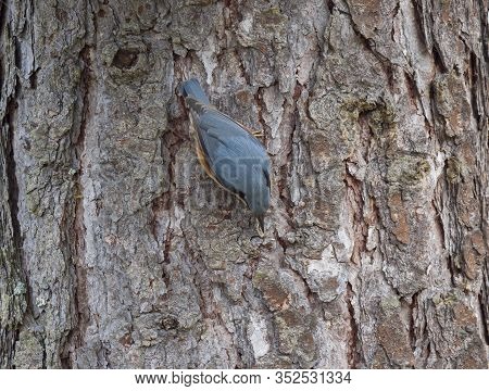 Close Up Wood Nuthatch Or Eurasian Nuthatch, Sitta Europaea Climbing At Tree Trunk And Hiding Sunflo