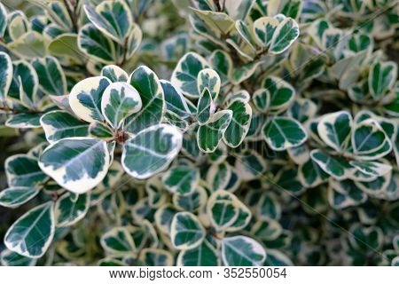 Selective Focus Close Up. Green Leaves Background With White Edges. Ficus Deltoidea Jack F. Variegat