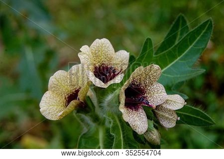 Henbane Black ( Lat. Hyoscýamus Níger) Poisonous Plant.