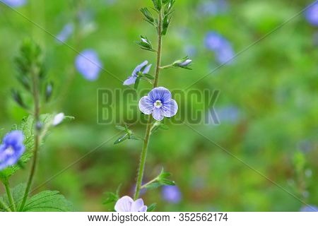 Myosotis Close Up On Blurry Green Background. Flowering Herb In A Spring Wild Meadow. Forget-me-not 