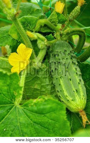 Cetriolo e fiore