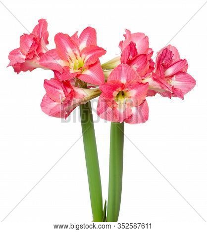 Hippeastrum Amaryllis Tres Belles Close Up Isolated On White Background