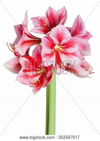Hippeastrum Amaryllis Gervase Large Flowering Close Up On White Background