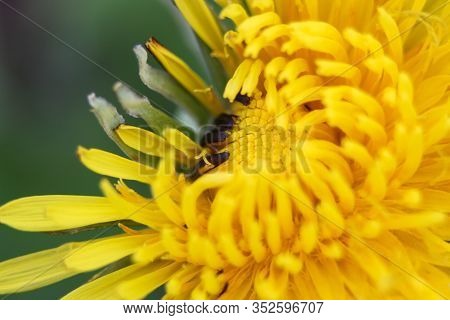 Close-up Of A Dandelion In Nature. Macro Photo Of A Yellow Dandelion On A Green Background