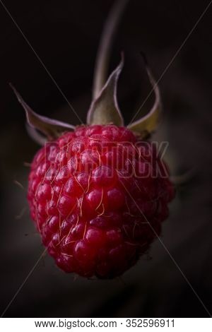 One Fresh Raspberry Fruit Isolated On A Dark Background. Raspberry Berry Closeup