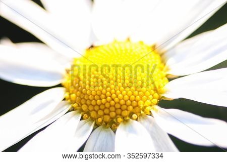 Chamomile Flower With White Petals And Yellow Middle Closeup