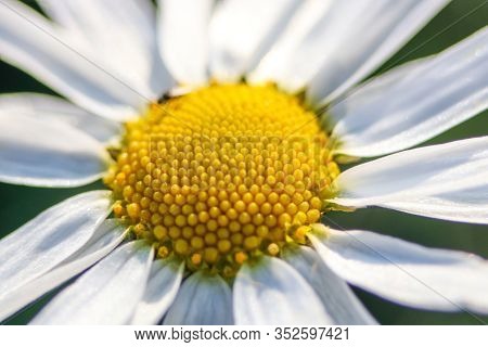 Chamomile Flower With White Petals And Yellow Middle Closeup