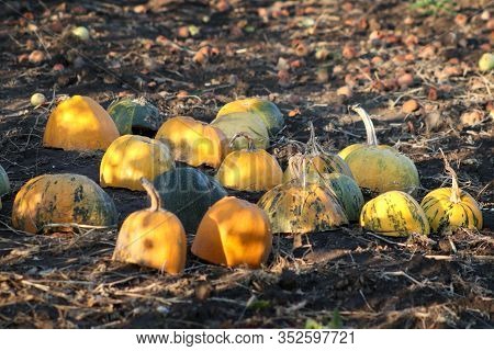 Different Varieties Of Squashes And Pumpkins In The Garden. Colorful Autumn Vegetables Cut In Half