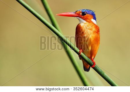 Malachite Kingfisher (corythornis Cristatus) Sitting On A Reed With Green Background By The River Ni