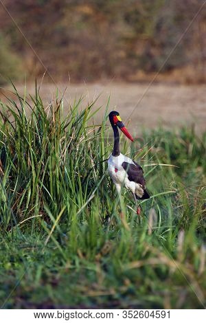 The Saddle-billed Stork (ephippiorhynchus Senegalensis) Among The Reeds In The River.