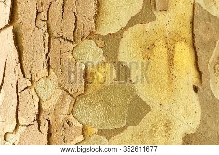 Texture Of Tree Bark As Background And Graphic Resource.