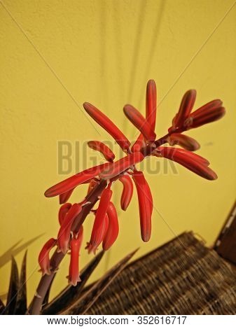 A Photo Of The Red Colorful Flower Of An Aloe Dorotea Plant