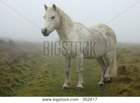 ม้าขาวป่าบน Moorland