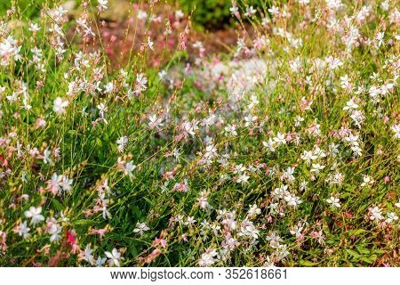 White And Pink Gaura Lindheimeri Flower Or Australian Butterfly Bush. Beautiful Floral Background