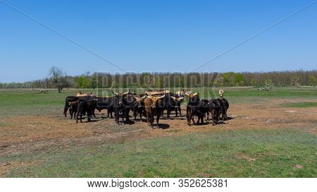 Aurochs And Wild Horses Stand In The Field In The Hortobagy National Park In Hungary