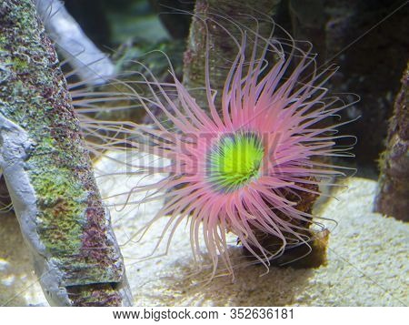 Mediterranean Snakelocks Sea Anemone In Water At Valencia