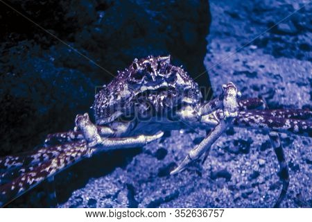 Giant Or Japanese Spider Crab In Water