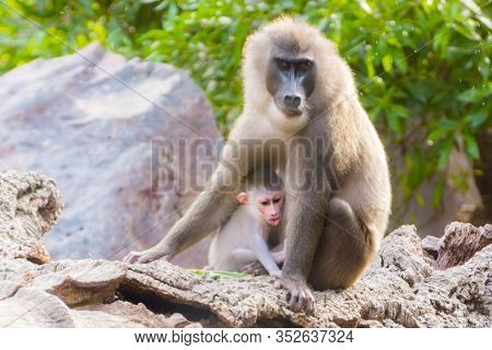 Drill Mother And Her Baby Are Sitting On The Rock