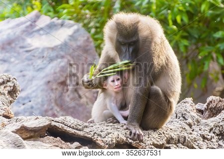 Drill Mother And Her Baby Are Sitting On The Rock