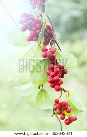 Ripe Fruits Of Red Schizandra With Green Leaves Hang In Sunny Rays In Garden. Red Schisandra Growing