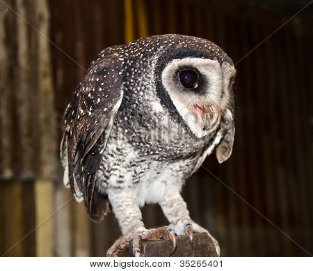 仮面のフクロウは、オーストラリアの野生動物