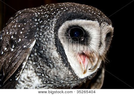 仮面のフクロウは、オーストラリアの野生動物