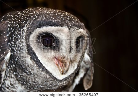 仮面のフクロウは、オーストラリアの野生動物