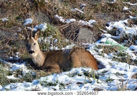 Portrait Of Roedeer Head With Antler In Winter Snow