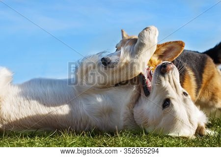 Welsh Corgi Pembroke And Golden Retriever Playing In The Garden On Green Grass. Dods Have Fun