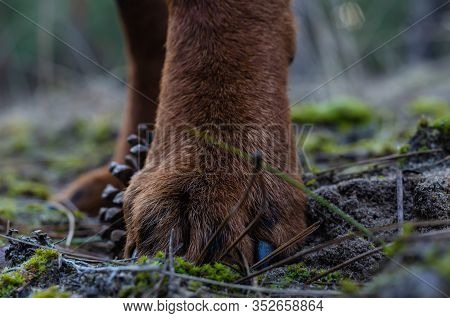 Front Paw Of A Rottweiler On The Ground. Close-up Of A Paw During A Morning Walk In The Forest. Love