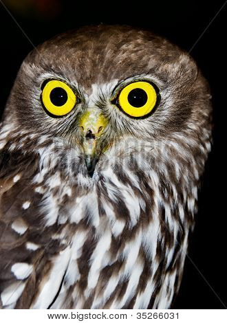 フクロウ - オーストラリアの野生動物を吠え