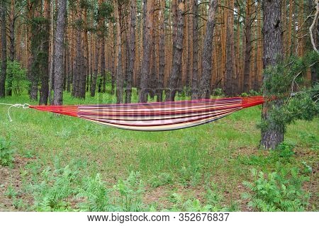 Multicolor Hammock Stretched With Ropes Between Two Pine Trees On Lawn In Forest At Sun Summer Day