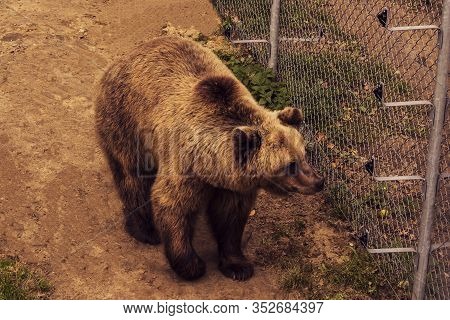Live Bear Behind Grids Of A Cage. Grizly Walking At Ground. Sad Brown Bear In Captivity.