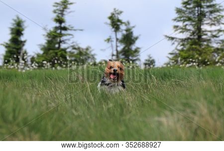 Biewer Terrier In The Middle Of Meadow. Fun Face With Tongue Out. Biewer Runs With Open Mouth. Comic