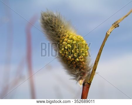 Risen Blooming Inflorescences Male Flowering Catkin Or Ament On A Salix Alba White Willow In Spring 