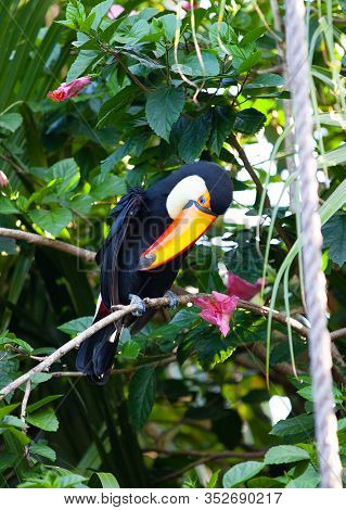 toucan in foliage on a branch in the park