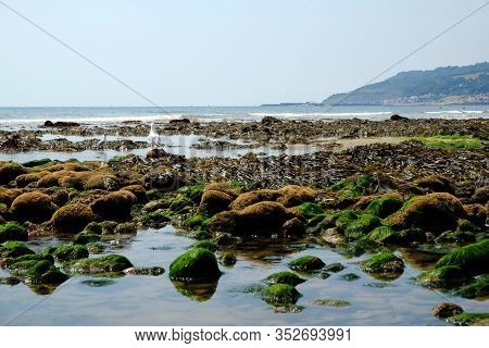 Seagulls On Mossy Stones On The Coast