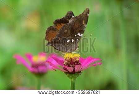 Close Up Details Of Butterflies, Brown Butterflies On Flowers Against A Blur Background. Butterfly A