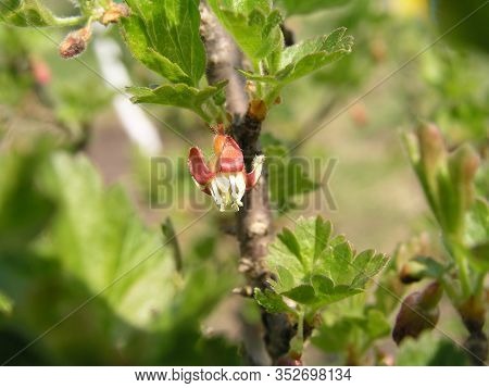 Gooseberry, Ribes Uva-crispa Blooming In Spring. Flower Ribes Grossularia Close-up Against Backgroun