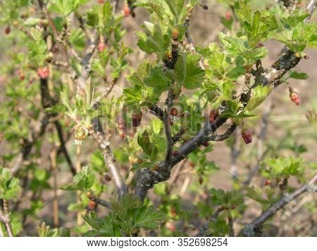 Gooseberry, Ribes Uva-crispa Blooming In Spring. Flower Ribes Grossularia Close-up Against Backgroun