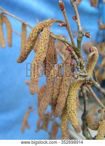 Young Male Catkins Of Corylus Avellana, Common Hazel On The Branches Of A Tree Near Female Flower. D