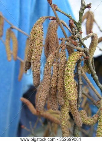Young Male Catkins Of Corylus Avellana, Common Hazel On The Branches Of A Tree Near Female Flower. D