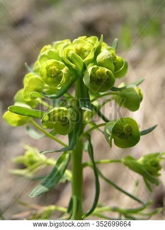 Euphorbia Esula, Green Spurge Or Leafy Spurge Small Flowers In Umbels With Basal Pair Of Bright Yell