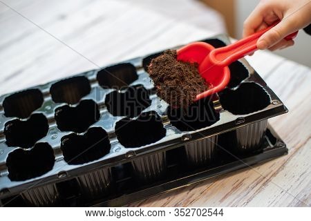 Childs Hand With Toy Shovel Pouring Earth Into Seedling Pots. Potting Up Vegetable Seedlings