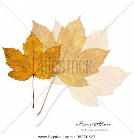 Kollaasi keltainen Acer lehdet